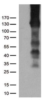 PECAM1 Antibody in Western Blot (WB)