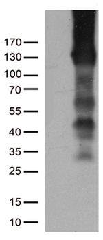 PECAM1 Antibody in Western Blot (WB)