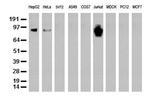 PECAM1 Antibody in Western Blot (WB)