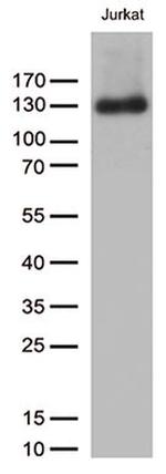 PECAM1 Antibody in Western Blot (WB)