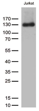 PECAM1 Antibody in Western Blot (WB)