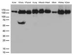 PECAM1 Antibody in Western Blot (WB)