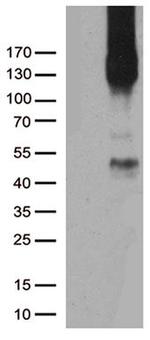 PECAM1 Antibody in Western Blot (WB)
