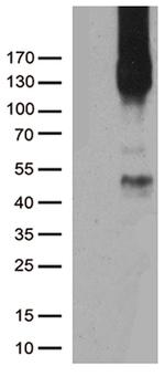 PECAM1 Antibody in Western Blot (WB)
