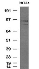 PECAM1 Antibody in Western Blot (WB)