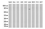 PECAM1 Antibody in Western Blot (WB)