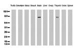 PECAM1 Antibody in Western Blot (WB)