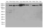 PECAM1 Antibody in Western Blot (WB)