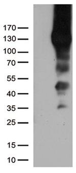 PECAM1 Antibody in Western Blot (WB)