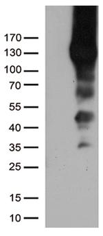 PECAM1 Antibody in Western Blot (WB)