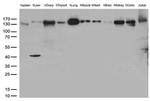 PECAM1 Antibody in Western Blot (WB)