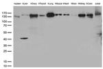 PECAM1 Antibody in Western Blot (WB)