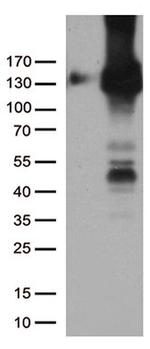 PECAM1 Antibody in Western Blot (WB)
