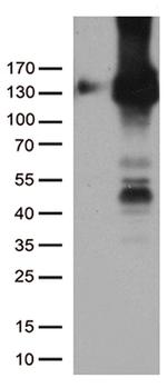 PECAM1 Antibody in Western Blot (WB)