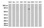 PECAM1 Antibody in Western Blot (WB)