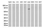 PECAM1 Antibody in Western Blot (WB)