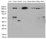 PECAM1 Antibody in Western Blot (WB)