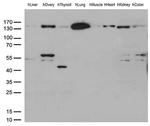 PECAM1 Antibody in Western Blot (WB)