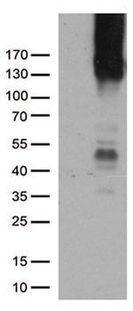 PECAM1 Antibody in Western Blot (WB)
