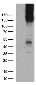 PECAM1 Antibody in Western Blot (WB)