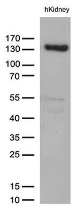 PECAM1 Antibody in Western Blot (WB)