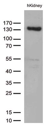 PECAM1 Antibody in Western Blot (WB)