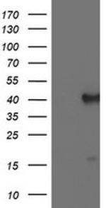 PECI Antibody in Western Blot (WB)