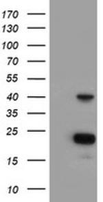 PECI Antibody in Western Blot (WB)