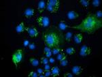 PECR Antibody in Immunocytochemistry (ICC/IF)