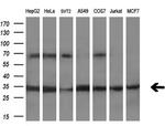 PECR Antibody in Western Blot (WB)