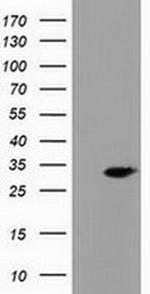 PECR Antibody in Western Blot (WB)