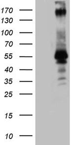 PEG10 Antibody in Western Blot (WB)