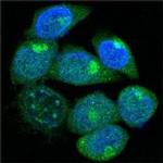 PEG10 Monoclonal Antibody (1B1C4)