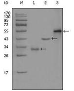 PEG10 Antibody in Western Blot (WB)