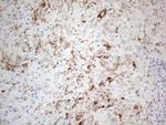 PELI1 Antibody in Immunohistochemistry (Paraffin) (IHC (P))