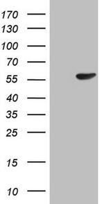 PELI1 Antibody in Western Blot (WB)