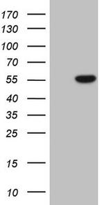 PELI1 Antibody in Western Blot (WB)