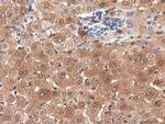 PEPD Antibody in Immunohistochemistry (Paraffin) (IHC (P))