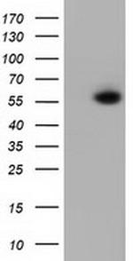 PEPD Antibody in Western Blot (WB)