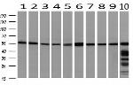 PEPD Antibody in Western Blot (WB)