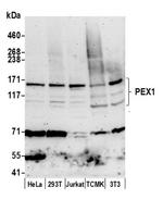 PEX1 Antibody in Western Blot (WB)