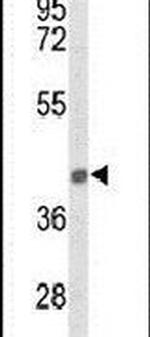 PEX12 Antibody in Western Blot (WB)