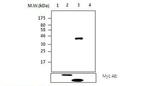 PTPN14 Antibody in Western Blot (WB)
