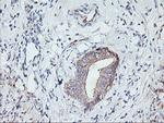 PFDN6 Antibody in Immunohistochemistry (Paraffin) (IHC (P))