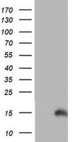 PFDN6 Antibody in Western Blot (WB)