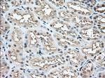 PFN1 Antibody in Immunohistochemistry (Paraffin) (IHC (P))