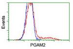 PGAM2 Antibody in Flow Cytometry (Flow)