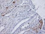 PGAM2 Antibody in Immunohistochemistry (Paraffin) (IHC (P))