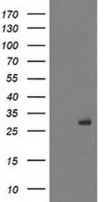 PGAM2 Antibody in Western Blot (WB)
