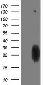 PGAM2 Antibody in Western Blot (WB)